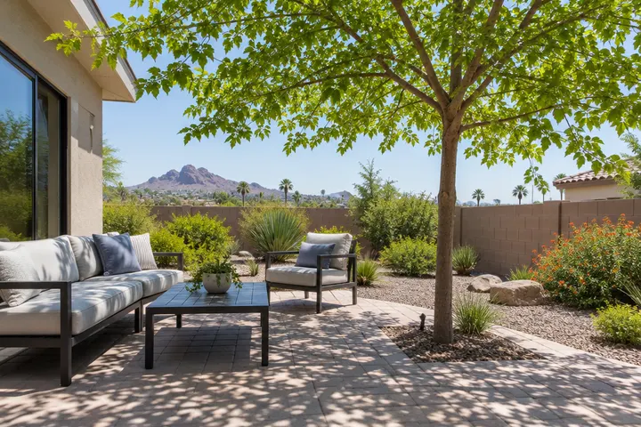 Young shade tree casting shade over a patio on a sunny Arizona afternoon